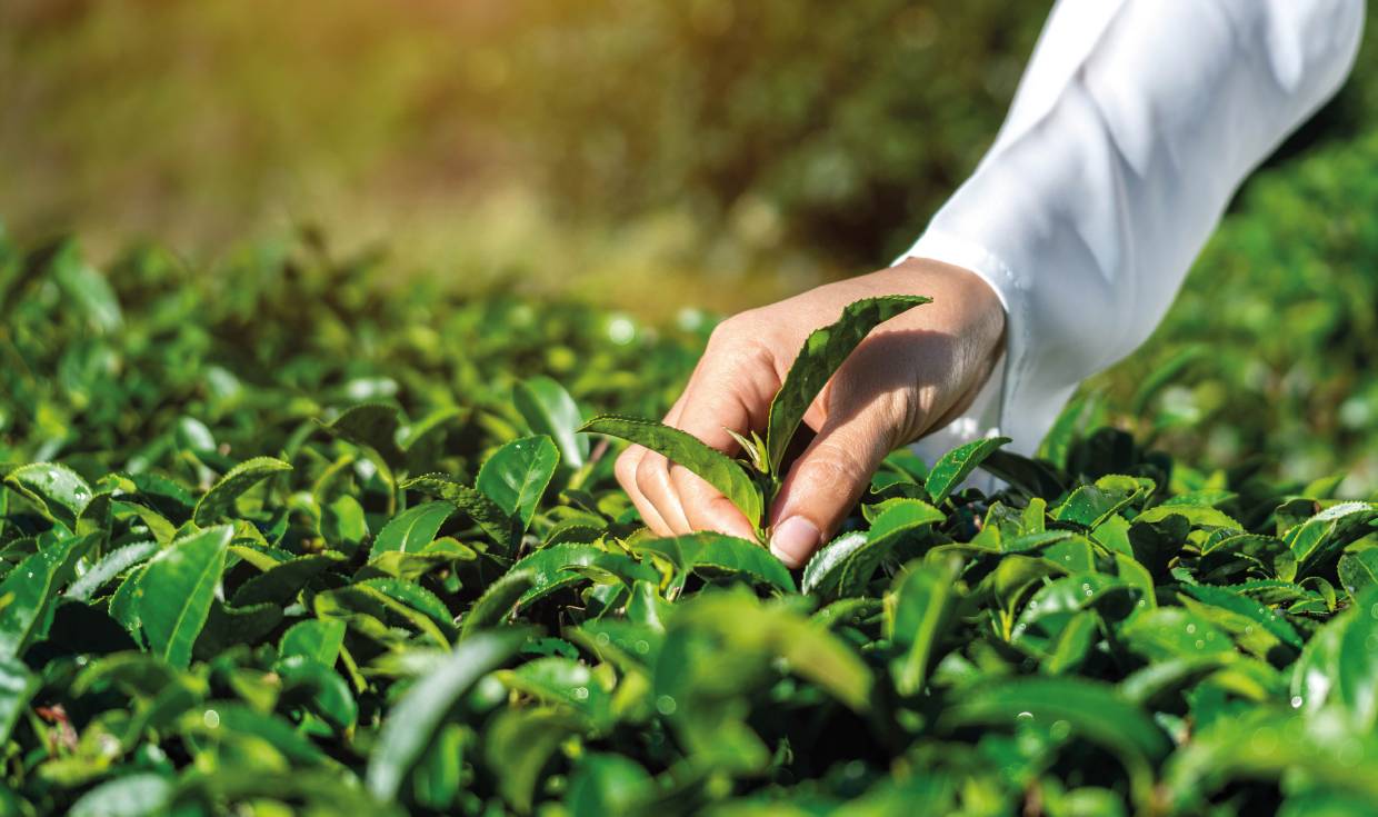 Matcha